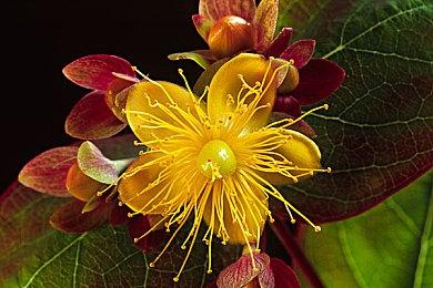 《黑道圣徒：重启版》全新演示 展示武器、皮肤、战斗等